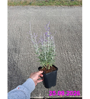 Perovskia atriplicif. 'Prime Time'® C 1,4 L